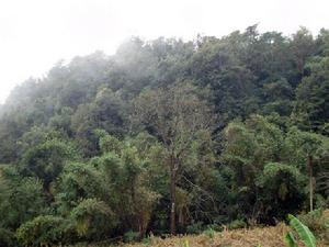 馬脖子自然村-生態林