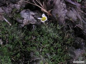 青河毛茛 青河毛茛