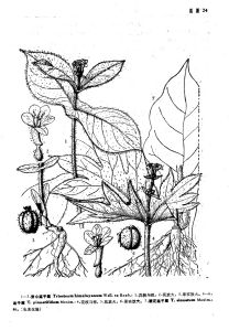 莛子藨族 莛子藨族