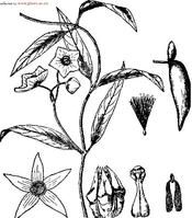 尖槐藤屬 尖槐藤屬