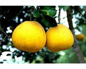 柚子[芸香科柑橘亞科植物]