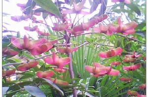 金絲吊蝴蝶系列品種 金絲吊蝴蝶系列品種