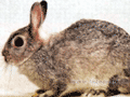 （圖）灰栗兔