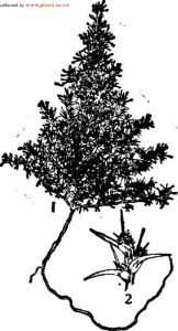 單刺蓬屬 單刺蓬屬