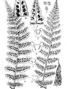 變光黑葉角蕨 變光黑葉角蕨