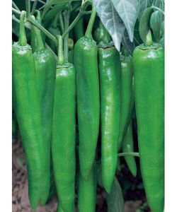 中椒5號 中椒5號