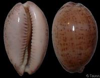 中文學名： 堅果寶螺 拉丁學名： Cypraea cinerea，Luria cinerea cinerea 界： 動物界 門： 軟體動物門  綱： 腹足綱 目： 中腹足目 科： 寶螺科 命名時間： Gmelin 1791 英文名稱： Atlantic gray Cowrie