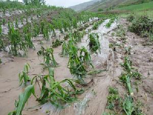 玉米受災後情況