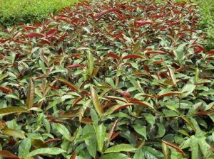 銀色山礬 銀色山礬