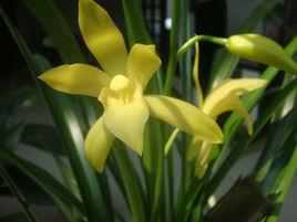 黃金小神童 黃金小神童