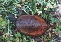 眼斑龜屬 眼斑龜屬