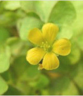 微距攝影 微距攝影