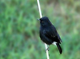 白斑黑石鵖 白斑黑石鵖