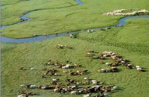 溫帶草原 溫帶草原