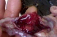 雞球蟲病 雞球蟲病