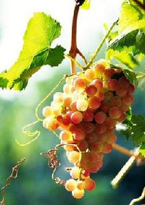 義大利葡萄 義大利葡萄