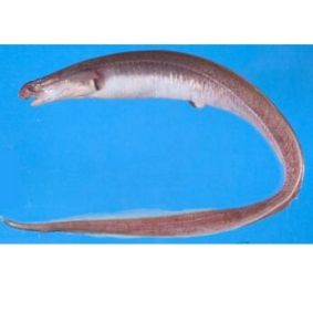 短吻吻鰻 短吻吻鰻