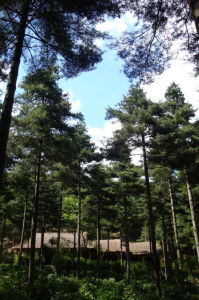 森林氧吧景區 森林氧吧景區