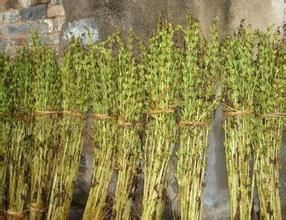 沙南芝麻 沙南芝麻