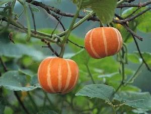 觀賞南瓜 觀賞南瓜