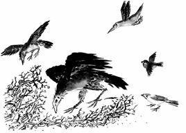 鷹化為鳩 鷹化為鳩