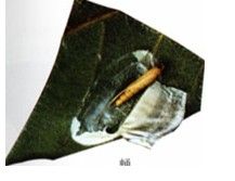 荔枝尖細蛾 荔枝尖細蛾