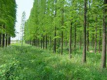 關廟鎮[江蘇宿遷市宿豫區下轄鎮]