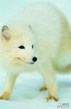 北極[地球自轉軸的北端]