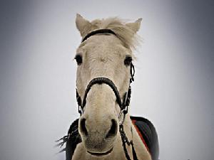 《白馬傲風塵》