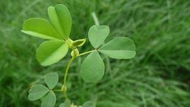 苜蓿菜 苜蓿菜
