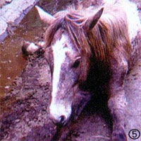 馬傳染性貧血 馬傳染性貧血