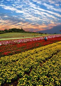 萬紫千紅 萬紫千紅