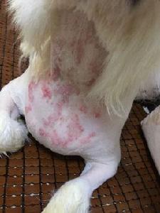 犬真菌皮膚病 犬真菌皮膚病