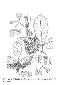 單耳密花豆 單耳密花豆