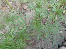 波斯菊[波斯菊]