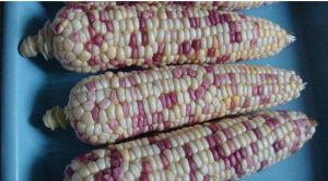 天彩一號 天彩一號