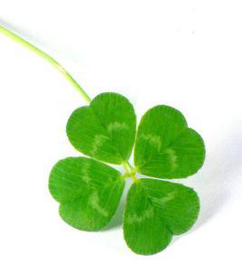 四葉草[車軸草屬植物]