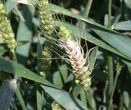 小麥赤霉病 小麥赤霉病