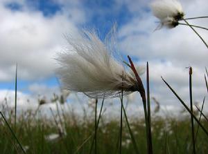 寬葉羊鬍子草 寬葉羊鬍子草