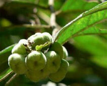 毛果山柑 毛果山柑