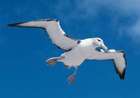 白頂信天翁 白頂信天翁