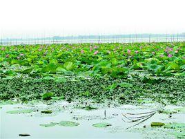 張家大湖 張家大湖