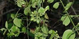 台灣青藤 台灣青藤