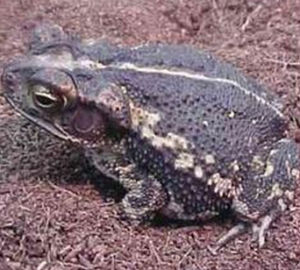 灣岸蟾蜍 灣岸蟾蜍