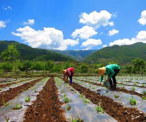 茅草坪村[雲南省文山州麻栗坡縣八布鄉下轄村]