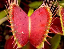 捕蠅草(誘捕器絨毛)圖3