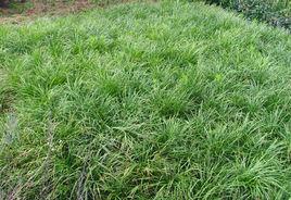 麥冬草鏽病 麥冬草鏽病