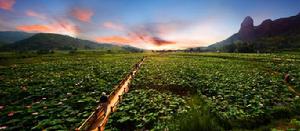 中國白蓮之鄉—石城縣