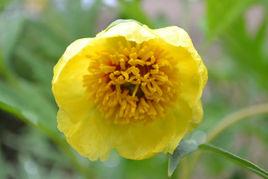 黃牡丹[芍藥屬植物]