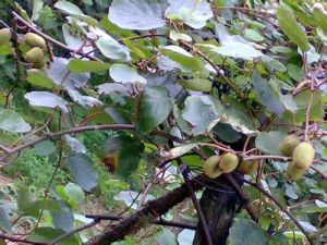 心葉海棠獼猴桃 